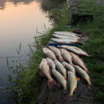 Top 5 Freshwater Fishing Techniques